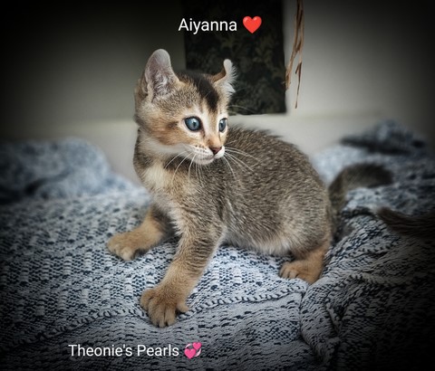 Aiyanna chaton Highland Lynx 