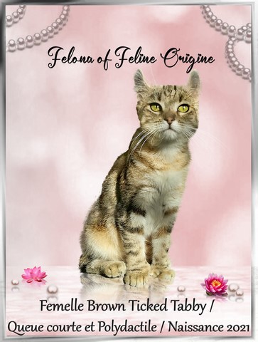  Felona Of Feline Origine  chat higland Lynx